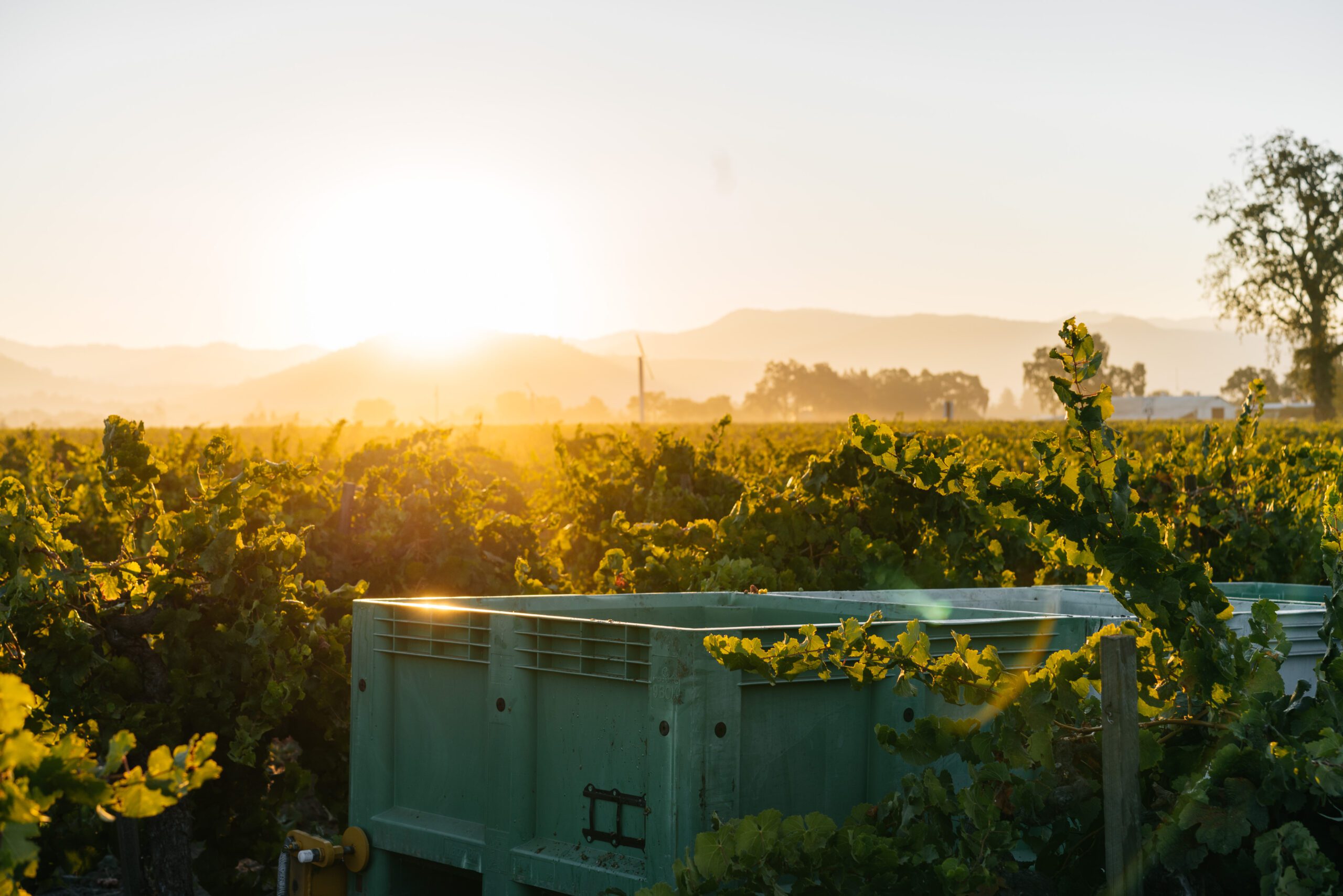 2022 Cabernet Franc Chavez Leeds Vineyard | Frog's Leap Winery