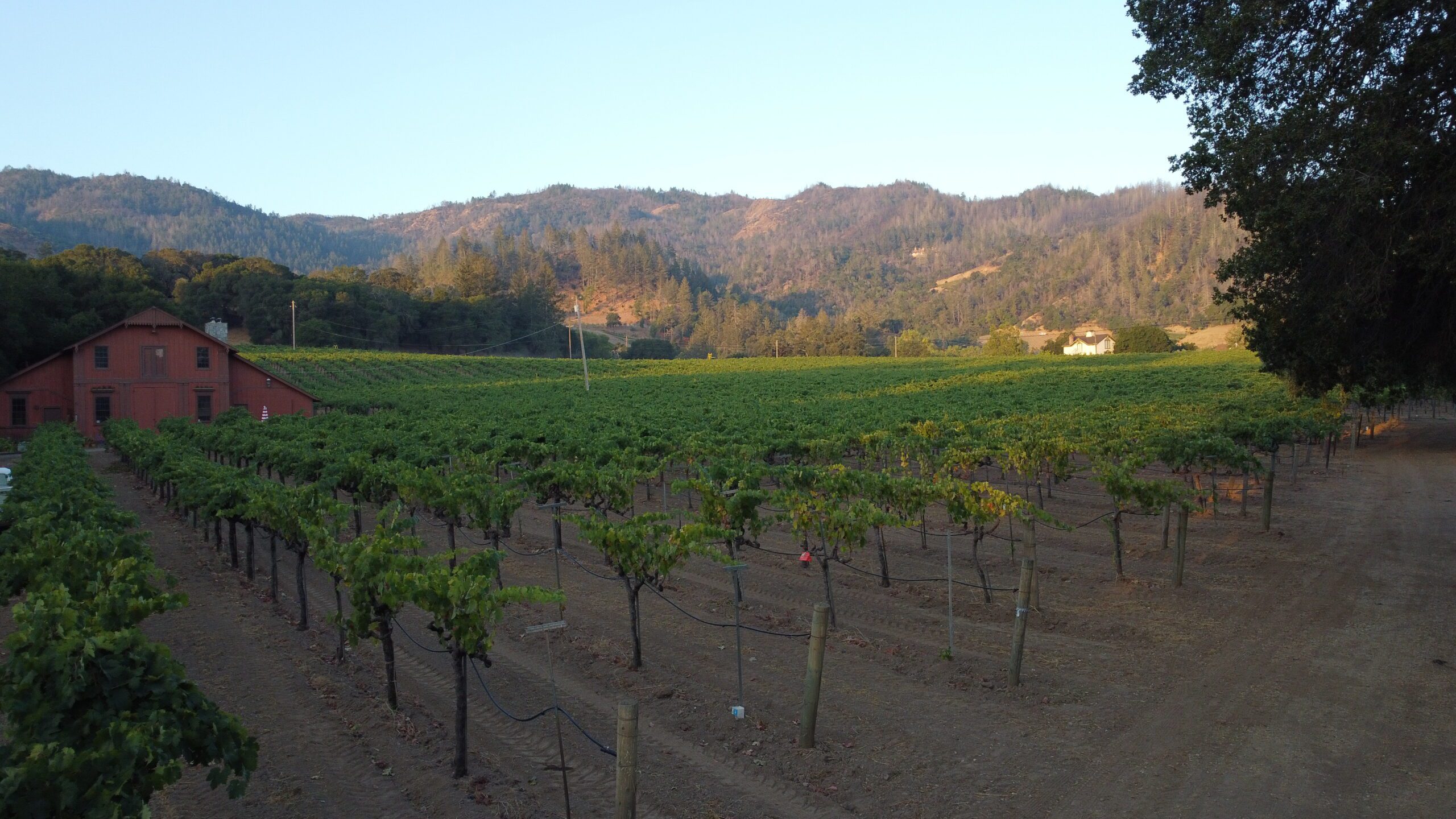 Frog’s Leap farms grapes responsibly using regenerative organic methods