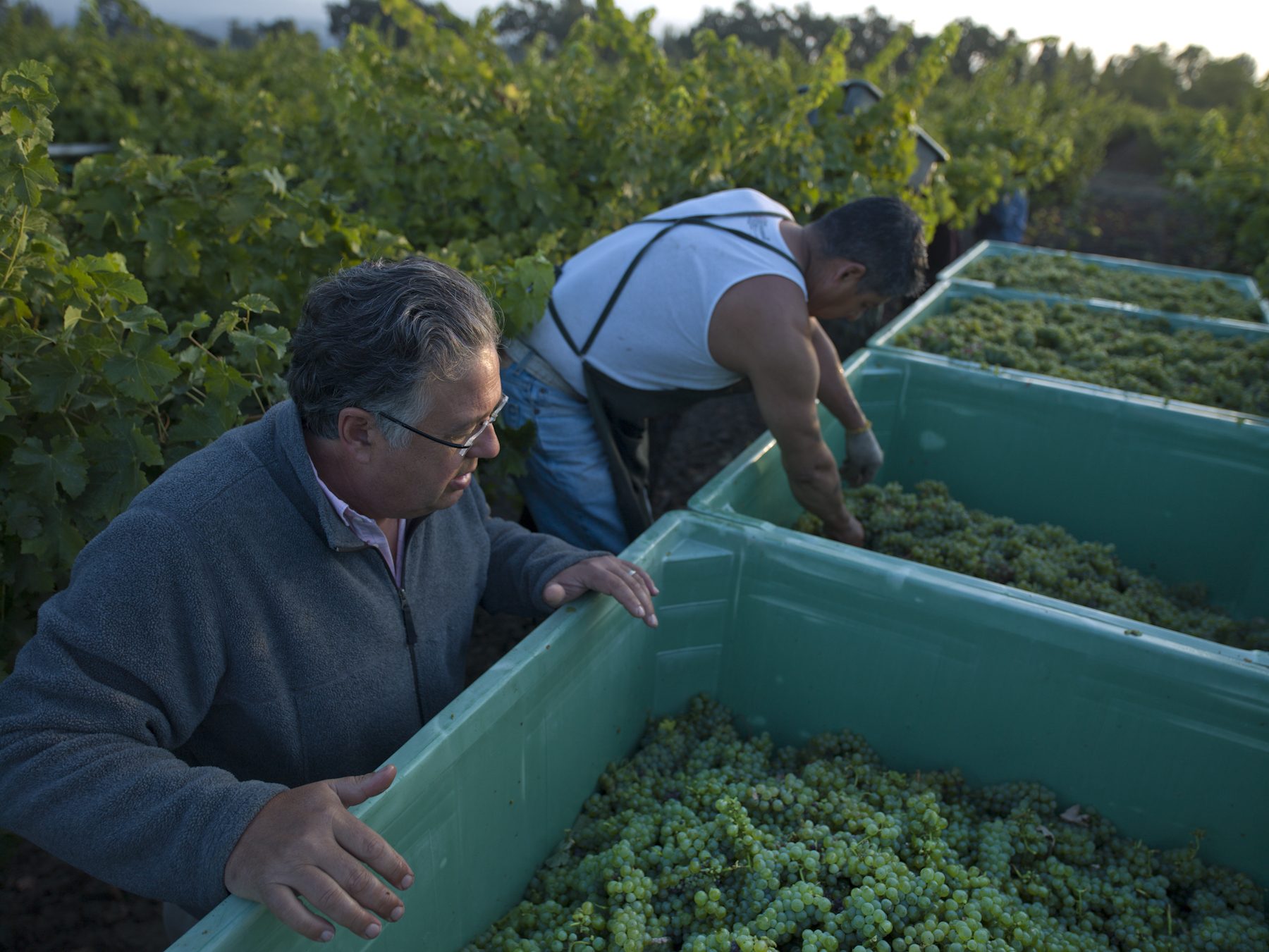 2019 Cabernet Sauvignon Chavez Leeds Vineyard | Frog's Leap Winery