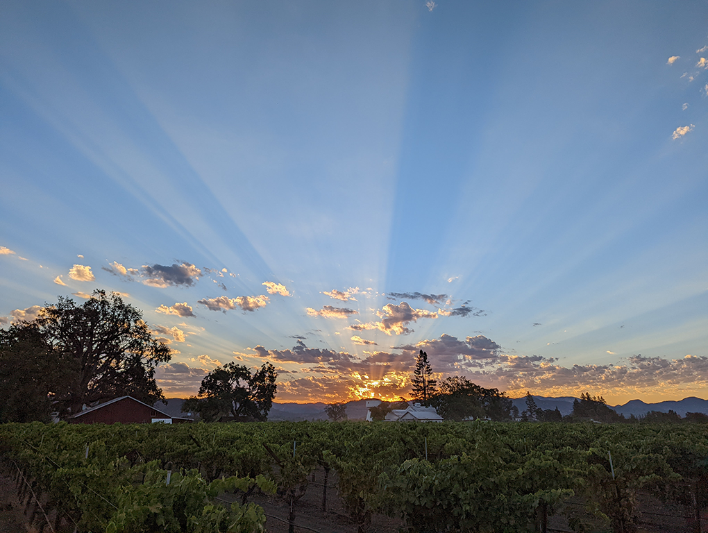 2022 Estate Grown Cabernet Sauvignon Magnum | Frog's Leap Winery