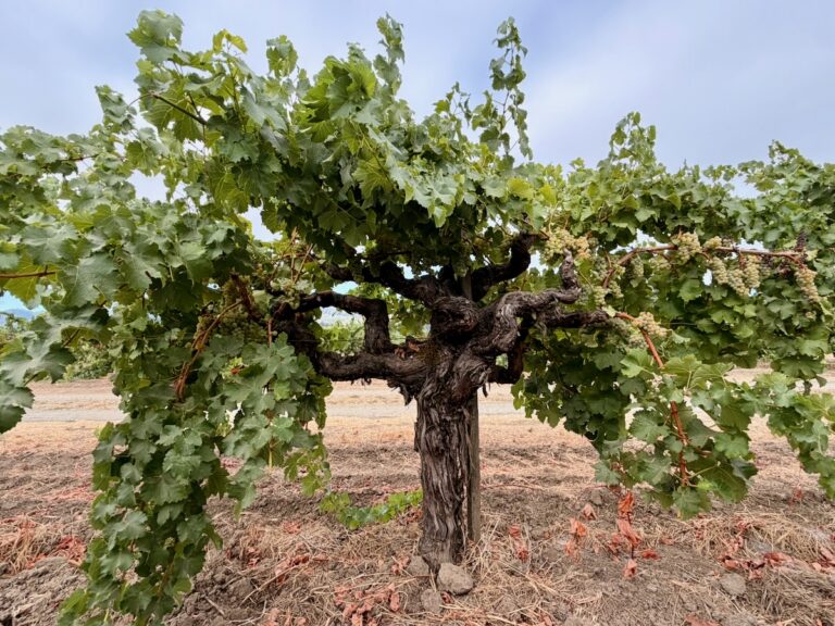 old vine sauvignon blanc in napa valley